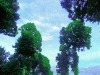 Albero_23